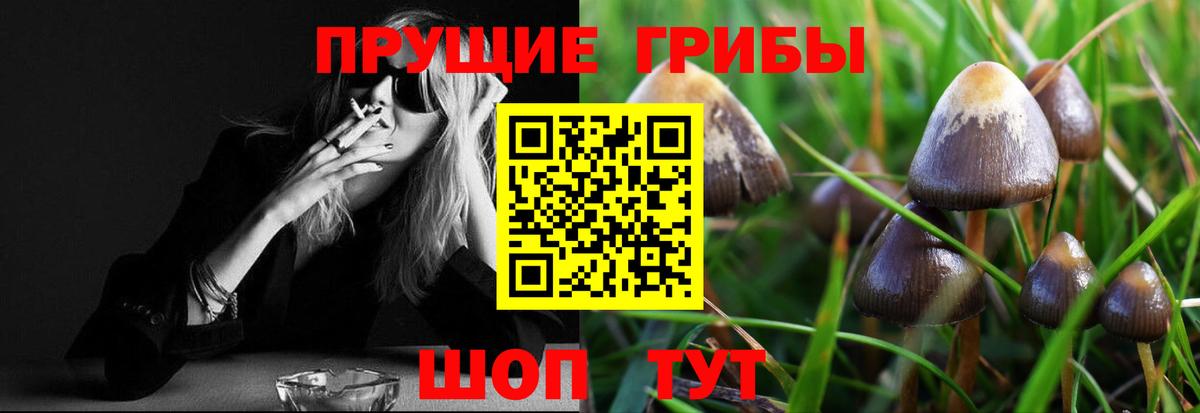 как найти закладки  Вход с VPN  Псилоцибиновые грибы Cubensis  Камень-на-Оби  Псилоцибиновые грибы Psilocybine cubensis 